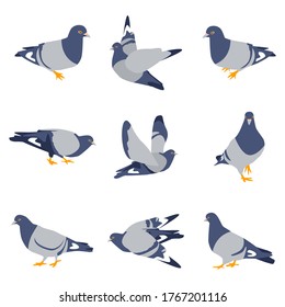 Pigeons vector cartoon birds set isolated on a white background.