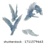 Pigeons vector set.Set of vector birds of gray color