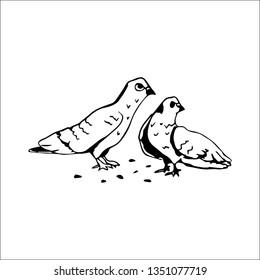 pigeons vector sketch 