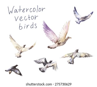 Pigeons Watercolor, Vector Set Of Flying Birds