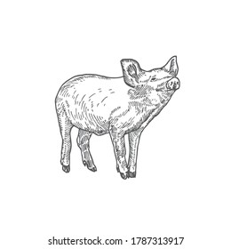 Schweinefleischhandgezeichnete Doodle-Vektorgrafik. Abstrakte Skizze für Haustiere. Stilzeichnung. Einzeln.