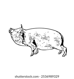 Piggy animal vector ilustration isolated design template 