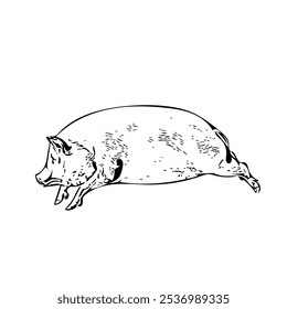 Piggy animal vector ilustration isolated design template 