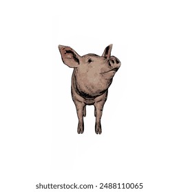 Piggy vector ilustration design template 