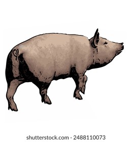 Piggy vector ilustration design template 