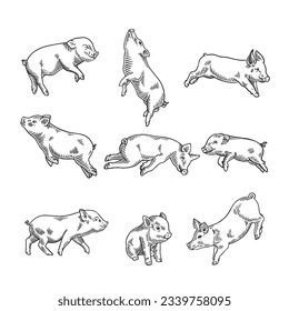 Piglet. Hand drawn engraving style illustrations.