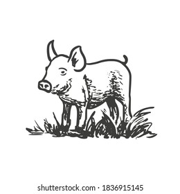 Ferkel, kleines Schwein. Vektorhandgezeichnete Skizzenstil-Illustration.