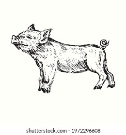 Piglet standing side view. Ink black and white doodle drawing in woodcut style.