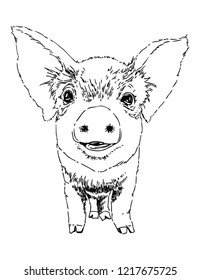 piglet vector illustration. symbol of 2019. graphic image of a pig