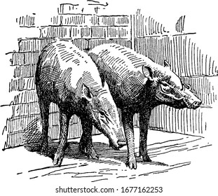 A pig-like animal with long tusks that grow upward, jaws and teeth are strong enough to crack any kind of nuts and lack the rostral bone in their nose, vintage line drawing or engraving illustration.