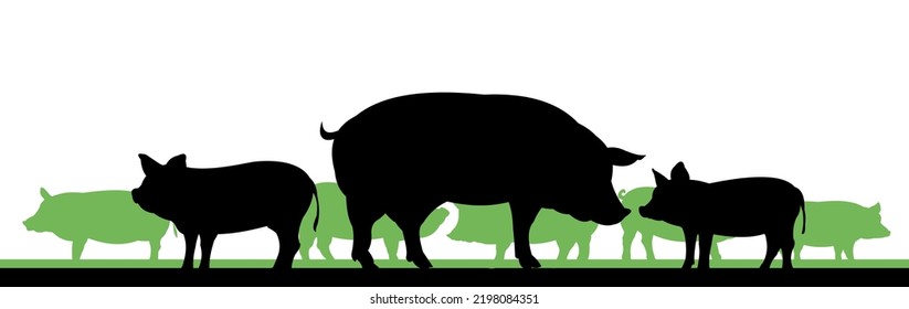 Pigs graze in pasture. Picture silhouette. Farm pets. Animals for meat and fat. Isolated on white background. Vector.