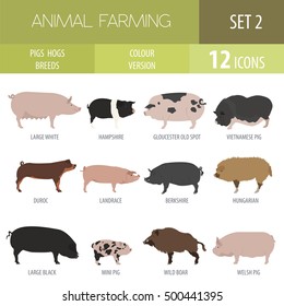 Pigs, hogs breed icon set. Flat design. Vector illustration