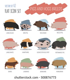 Pigs, hogs breed icon set. Flat design. Vector illustration