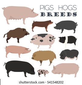 Pigs, hogs breed icon set. Flat design. Vector illustration