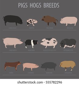 Pigs, hogs breed icon set. Flat design. Vector illustration