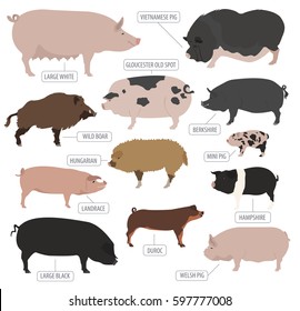 Pigs, hogs breed icon set. Flat design. Vector illustration
