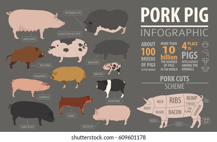 Pigs, hogs  breed infographic template. Flat design. Vector illustration