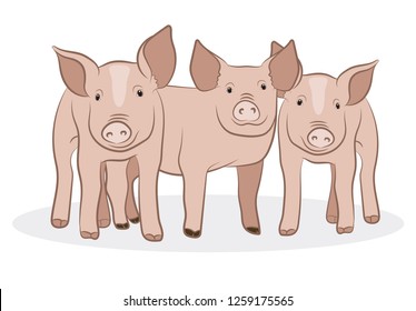 Pigs isolated on white background. Little piglets. Vector illustration.