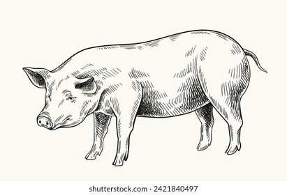 Pigs linear drawing. Minimalistic creativity and art, pencil sketch. Cattle from farm, domestic animal. Poster or banner. Hand drawn flat vector illustration isolated on white background