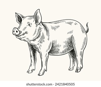 Pigs linear drawing. Minimalistic creativity and art, pencil sketch. Cattle from farm, domestic animal. Graphic element for website. Hand drawn flat vector illustration isolated on white background