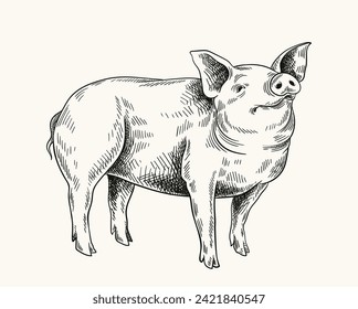 Pigs linear drawing. Minimalistic creativity and art, pencil sketch. Cattle from farm, domestic animal. Farming and agriculture. Hand drawn flat vector illustration isolated on white background