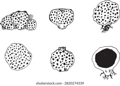 Pigskin poison puffball (Scleroderma citrinum) vector set