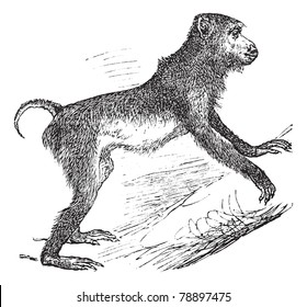 Pig-tailed macaque or Macaca nemestrina, vintage engraving. Old engraved illustration of Pig-tailed macaque climbing on the tree. Trousset encyclopedia (1886 - 1891)