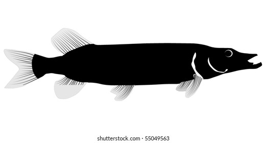 Pike