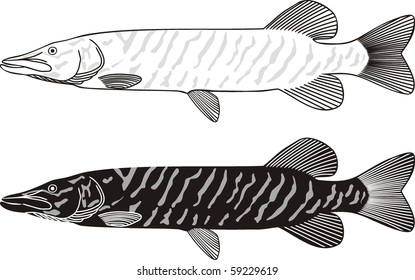  Pike, black and white vector illustration