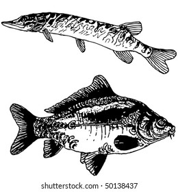 pike and carp