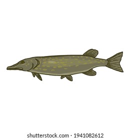 Pike Cartoon Fish Vector Illustration. Side View.