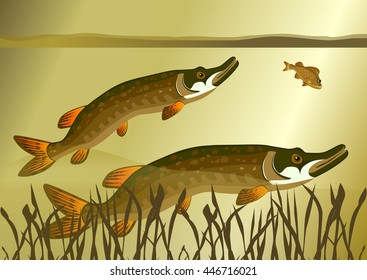 Pike catch small fish. Vector illustration