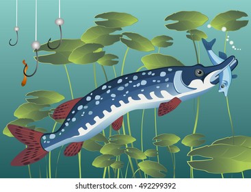 The pike caught fish in the river. Advertising fish, the fishing industry labels, booklets, banners. Vector illustration.