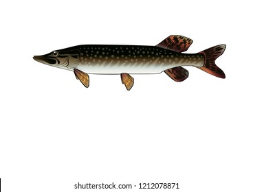 
Pike, or common pike, (lat. Esox lucius) is a fish of the pike family. 