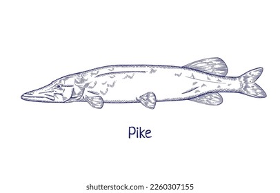 Pike, contoured outlined vintage drawing. Engraved river freshwater fish, water animal species drawn in retro style. Black and white Esox lucius side view. Detailed vector illustration isolated