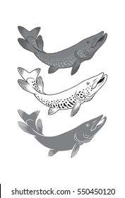 pike fish 