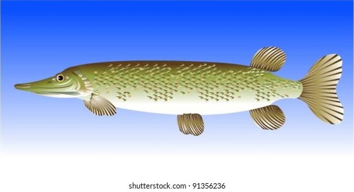 Pike Fish