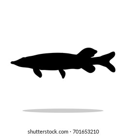 Pike fish black silhouette aquatic animal. Vector Illustrator.