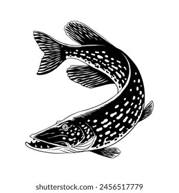 Pike Fish Black and White Illustration