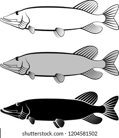 pike fish - clip art illustration
