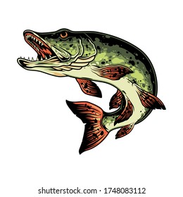 Pike fish colorful vintage concept isolated vector illustration