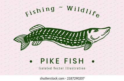 pike fish drawing retro style illustration for fishing, fishermen, logo, branding, t-shirt, poster and other.