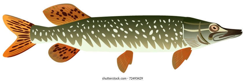 Pike fish, EPS.8 file illustration.