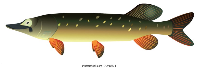 Pike fish, EPS.8 file illustration.