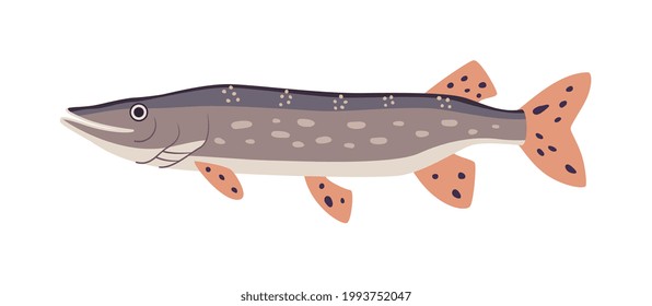 Pike fish freshwater predator isolated on white background