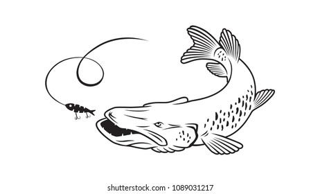 pike fish image