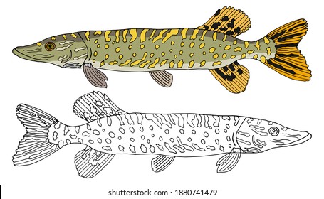 Pike fish isolated, hand drawing. Set of beautiful river fish in color and white and black. Vector illustration.