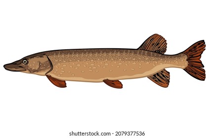 Pike fish, isolated on a white background. Color vector illustration of a pike.