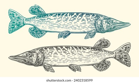 Pike fish isolated, side view. Fishing, vintage engraving, vector illustration