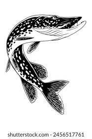 Pike Fish Jumping Out in Black and White Isolated